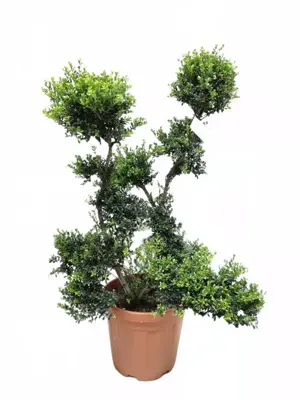 Ilex crenata 'Kimne' (Japanse hulst) 110-120 cm - afbeelding 1