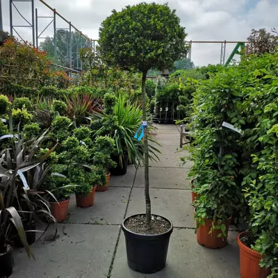 Ilex crenata 'Kimne' (Japanse hulst) 210-220 cm - afbeelding 1