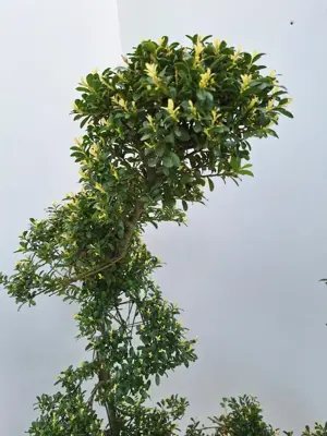 Ilex crenata 'Kimne' (Japanse hulst) 210-220 cm - afbeelding 3