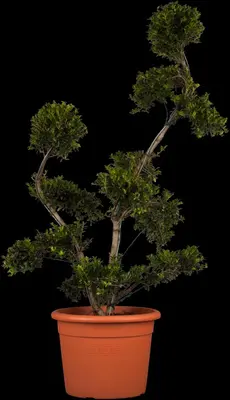 Ilex crenata 'Kinme' (Japanse hulst 'Kinme') - afbeelding 1