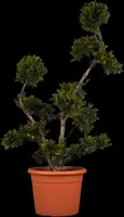 Ilex crenata 'Kinme' (Japanse hulst 'Kinme') - afbeelding 1