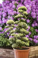 Ilex crenata 'Kinme' (Japanse hulst 'Kinme') - afbeelding 2