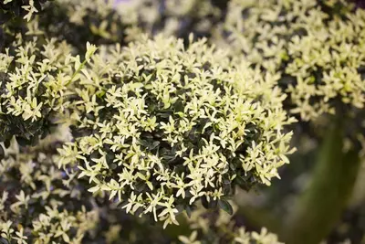 Ilex crenata 'Kinme' (Japanse hulst 'Kinme') - afbeelding 3