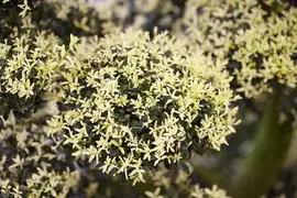 Ilex crenata 'Kinme' (Japanse hulst 'Kinme') - afbeelding 3