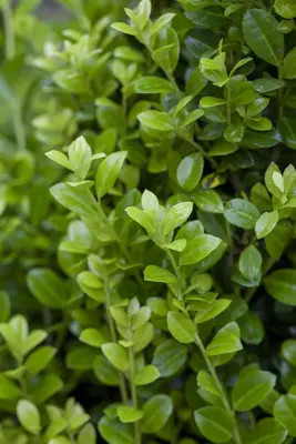 Ilex crenata 'Luxus Hedge' (Japanse hulst 'Luxus Hedge') - afbeelding 1