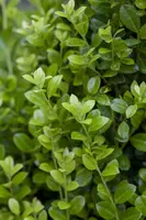 Ilex crenata 'Luxus Hedge' (Japanse hulst 'Luxus Hedge') - afbeelding 1