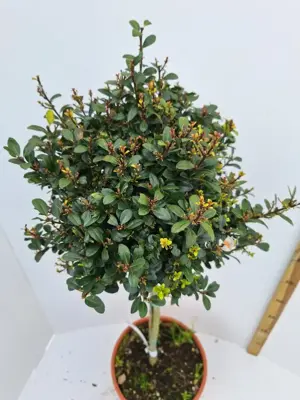 Ilex green edge - afbeelding 2