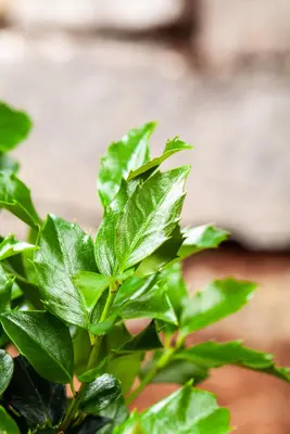 Ilex meserveae 'Blue Maid' (Hulst 'Blue Maid') - afbeelding 5