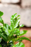 Ilex meserveae 'Blue Maid' (Hulst 'Blue Maid') - afbeelding 5