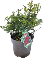 Ilex meserveae 'Blue Maid' (Hulst 'Blue Maid') - afbeelding 1