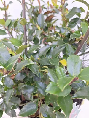 Ilex meserveae 'Blue Maid' (Hulst 'Blue Maid') - afbeelding 3