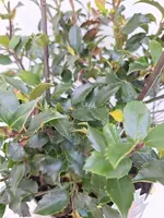 Ilex meserveae 'Blue Maid' (Hulst 'Blue Maid') - afbeelding 3