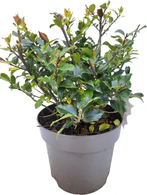 Ilex meserveae 'Blue Maid' (Hulst 'Blue Maid') - afbeelding 2