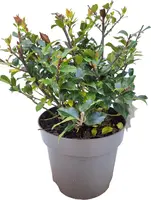 Ilex meserveae 'Blue Maid' (Hulst 'Blue Maid') - afbeelding 2