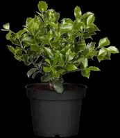 Ilex meserveae 'Blue Maid' (Hulst 'Blue Maid') - afbeelding 4