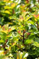 Ilex meserveae 'Little Rascal'® (Hulst 'Little Rascal') - afbeelding 10