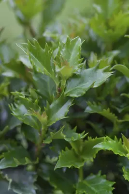 Ilex meserveae 'Little Rascal'® (Hulst 'Little Rascal') - afbeelding 2
