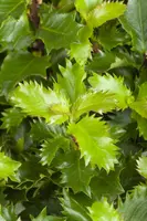Ilex meserveae 'Little Rascal'® (Hulst 'Little Rascal') - afbeelding 5
