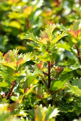 Ilex meserveae 'Little Rascal'® (Hulst 'Little Rascal') - afbeelding 10