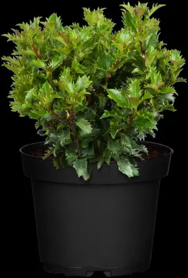 Ilex meserveae 'Little Rascal'® (Hulst 'Little Rascal') - afbeelding 3