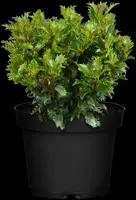 Ilex meserveae 'Little Rascal'® (Hulst 'Little Rascal') - afbeelding 3