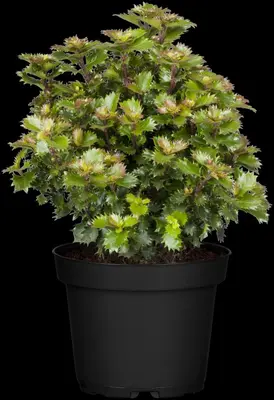Ilex meserveae 'Little Rascal'® (Hulst 'Little Rascal') - afbeelding 4