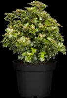 Ilex meserveae 'Little Rascal'® (Hulst 'Little Rascal') - afbeelding 4
