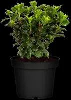 Ilex meserveae 'Little Rascal'® (Hulst 'Little Rascal') - afbeelding 1