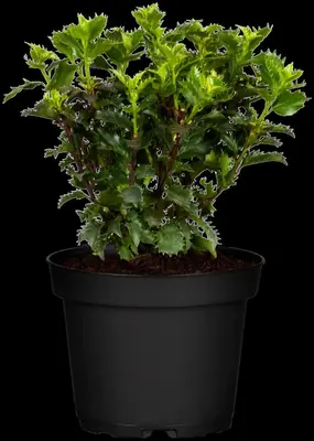 Ilex meserveae 'Little Rascal'® (Hulst 'Little Rascal') - afbeelding 1