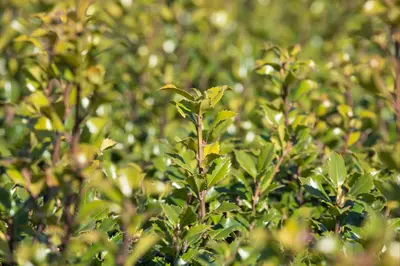 Ilex meserveae 'Little Rascal'® (Hulst 'Little Rascal') - afbeelding 13