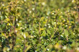 Ilex meserveae 'Little Rascal'® (Hulst 'Little Rascal') - afbeelding 13