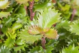 Ilex meserveae 'Little Rascal'® (Hulst 'Little Rascal') - afbeelding 7