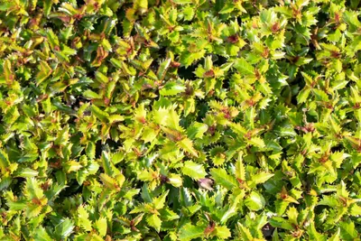 Ilex meserveae 'Little Rascal'® (Hulst 'Little Rascal') - afbeelding 9
