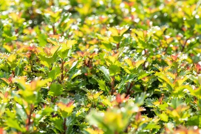 Ilex meserveae 'Little Rascal'® (Hulst 'Little Rascal') - afbeelding 11