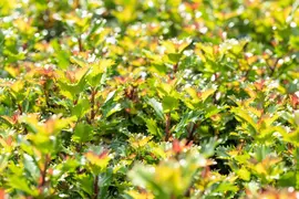 Ilex meserveae 'Little Rascal'® (Hulst 'Little Rascal') - afbeelding 11