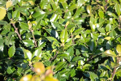Ilex meserveae 'Little Rascal'® (Hulst 'Little Rascal') - afbeelding 12