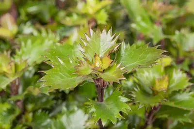 Ilex meserveae 'Little Rascal'® (Hulst 'Little Rascal') - afbeelding 6