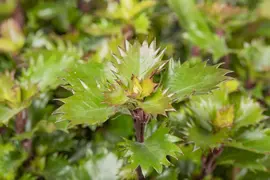 Ilex meserveae 'Little Rascal'® (Hulst 'Little Rascal') - afbeelding 6