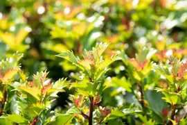 Ilex meserveae 'Little Rascal'® (Hulst 'Little Rascal') - afbeelding 8