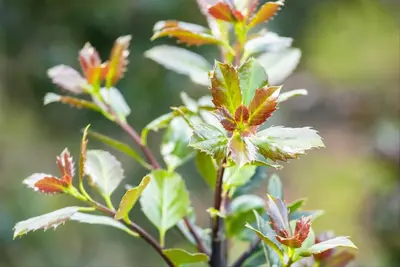 Ilex meserveae 'Little Rascal'® (Hulst 'Little Rascal') - afbeelding 14