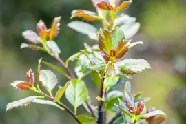 Ilex meserveae 'Little Rascal'® (Hulst 'Little Rascal') - afbeelding 14