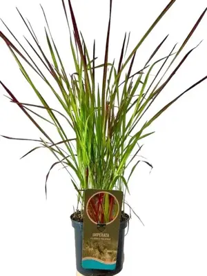 Imperata cylindrica 'Red Baron' (Japans bloedgras) 40cm - afbeelding 1