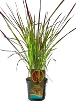 Imperata cylindrica 'Red Baron' (Japans bloedgras) 40cm - afbeelding 1