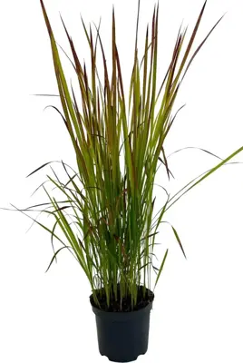 Imperata cylindrica 'Red Baron' (Japans bloedgras) 40cm - afbeelding 3