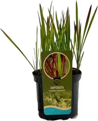 Imperata cylindrica 'Red Baron' (Japans bloedgras) 40cm - afbeelding 2