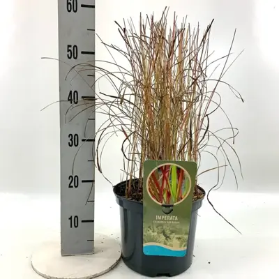 Imperata cylindrica 'Red Baron' (Japans bloedgras) 60cm - afbeelding 5