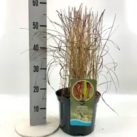 Imperata cylindrica 'Red Baron' (Japans bloedgras) 60cm - afbeelding 5