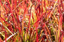 Imperata cylindrica 'Red Baron' (Japans bloedgras) 60cm - afbeelding 6