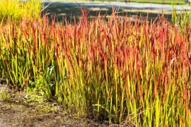 Imperata cylindrica 'Red Baron' (Japans bloedgras) 60cm - afbeelding 7