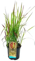 Imperata cylindrica 'Red Baron' (Japans bloedgras) 60cm - afbeelding 1